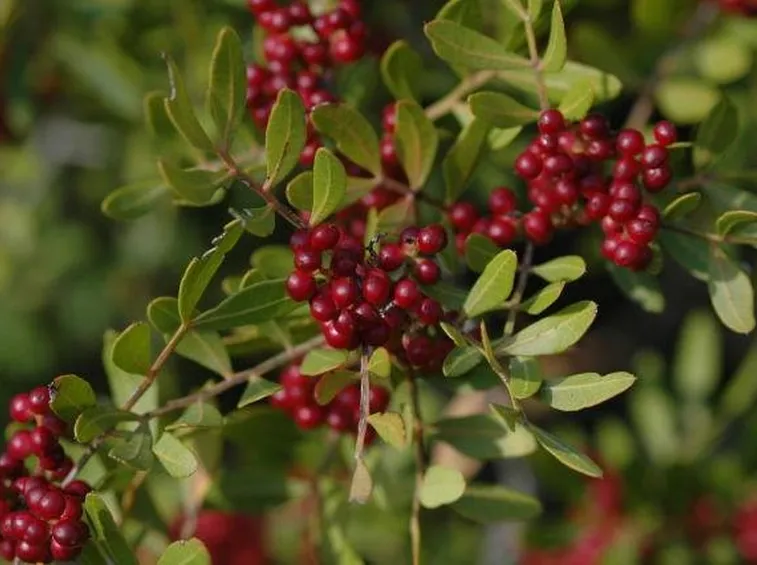 Frutti del lentisco.