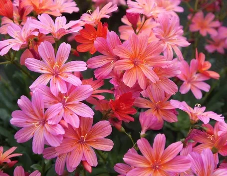 Fiori lewisia