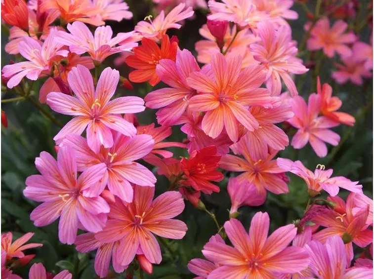 Fiori lewisia
