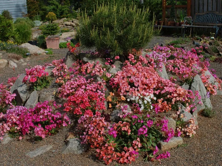 Giardino lewisia
