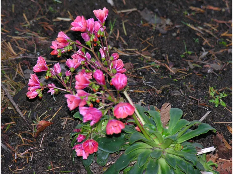 Lewisia dimora