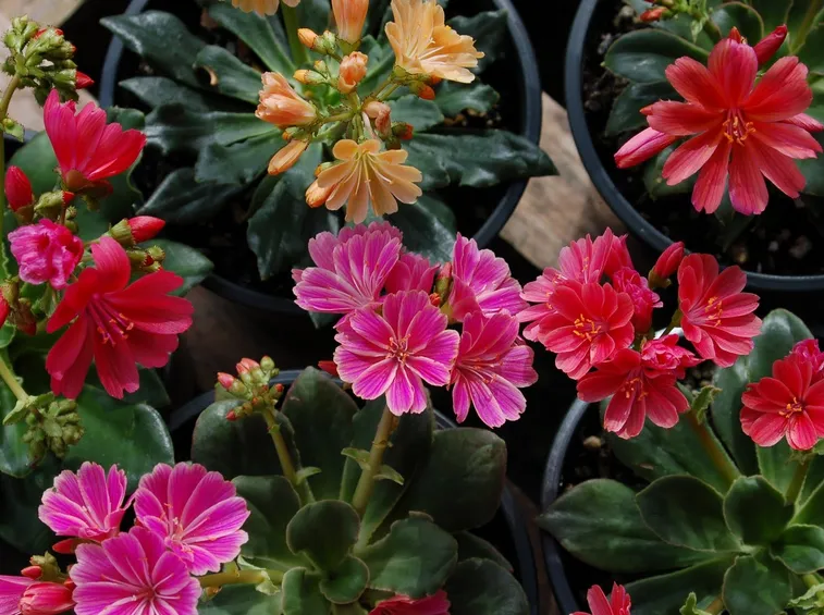 Lewisia fiore