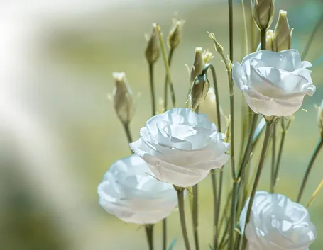 Fiori lisianthus bianco