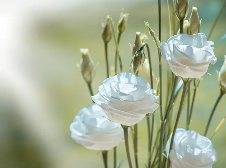 Fiori lisianthus bianco