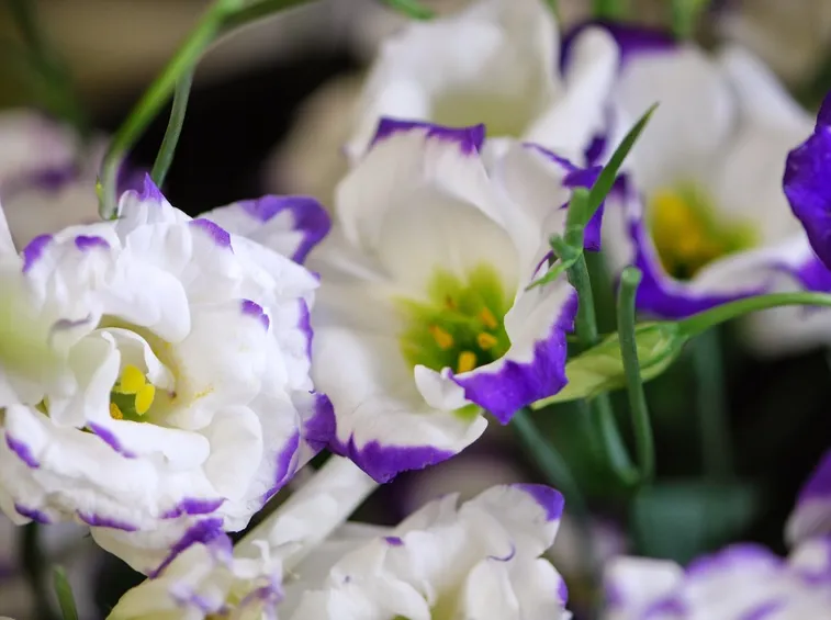 Lisianthus varietà
