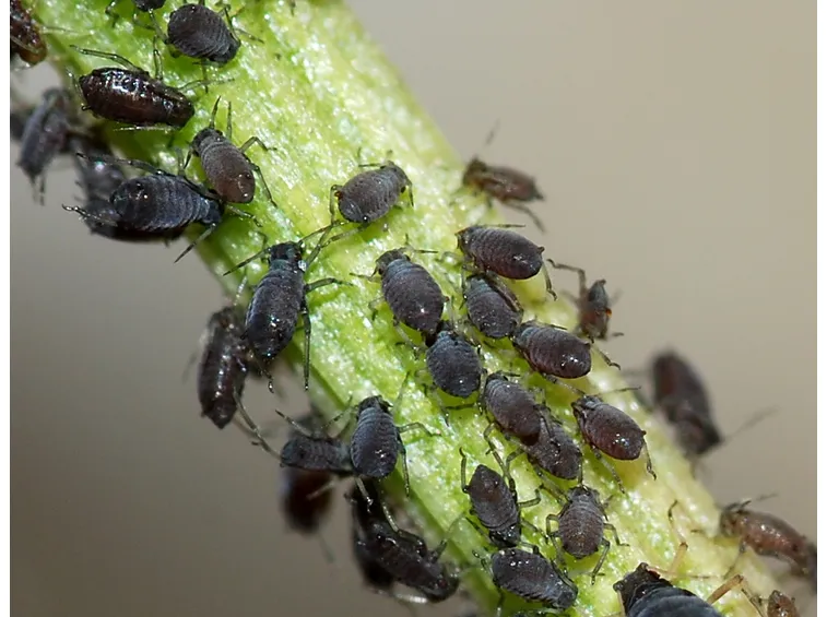Afidi infestazione pianta