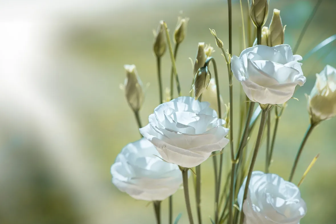 Fiori lisianthus bianco