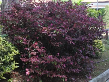 Loropetalum