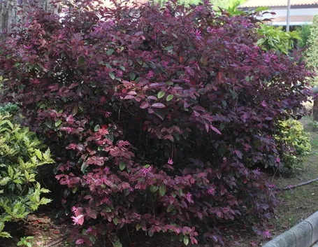 Loropetalum