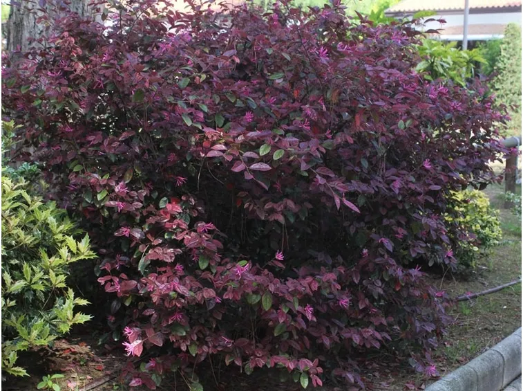 Loropetalum