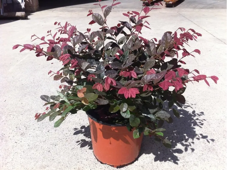 Loropetalum pianta