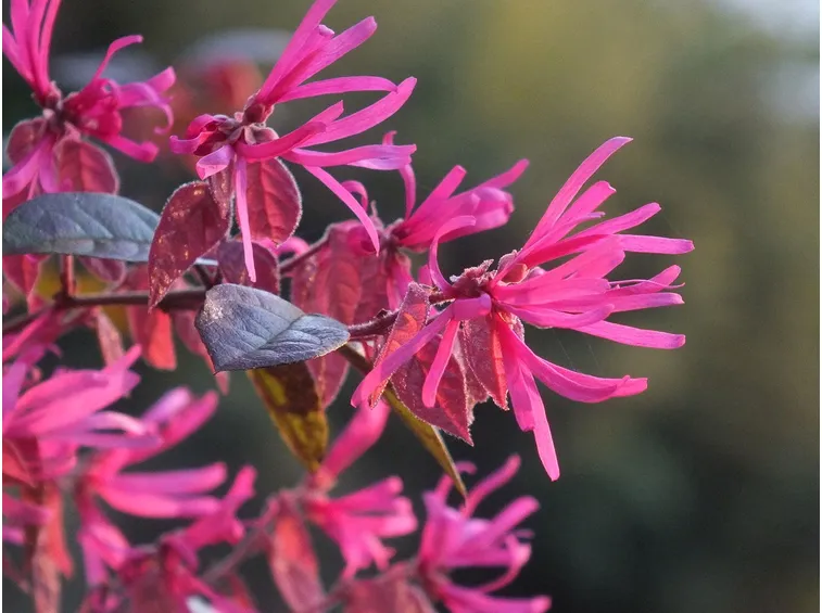 Arbusto fiore