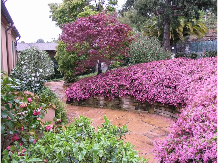 Pianta giardino