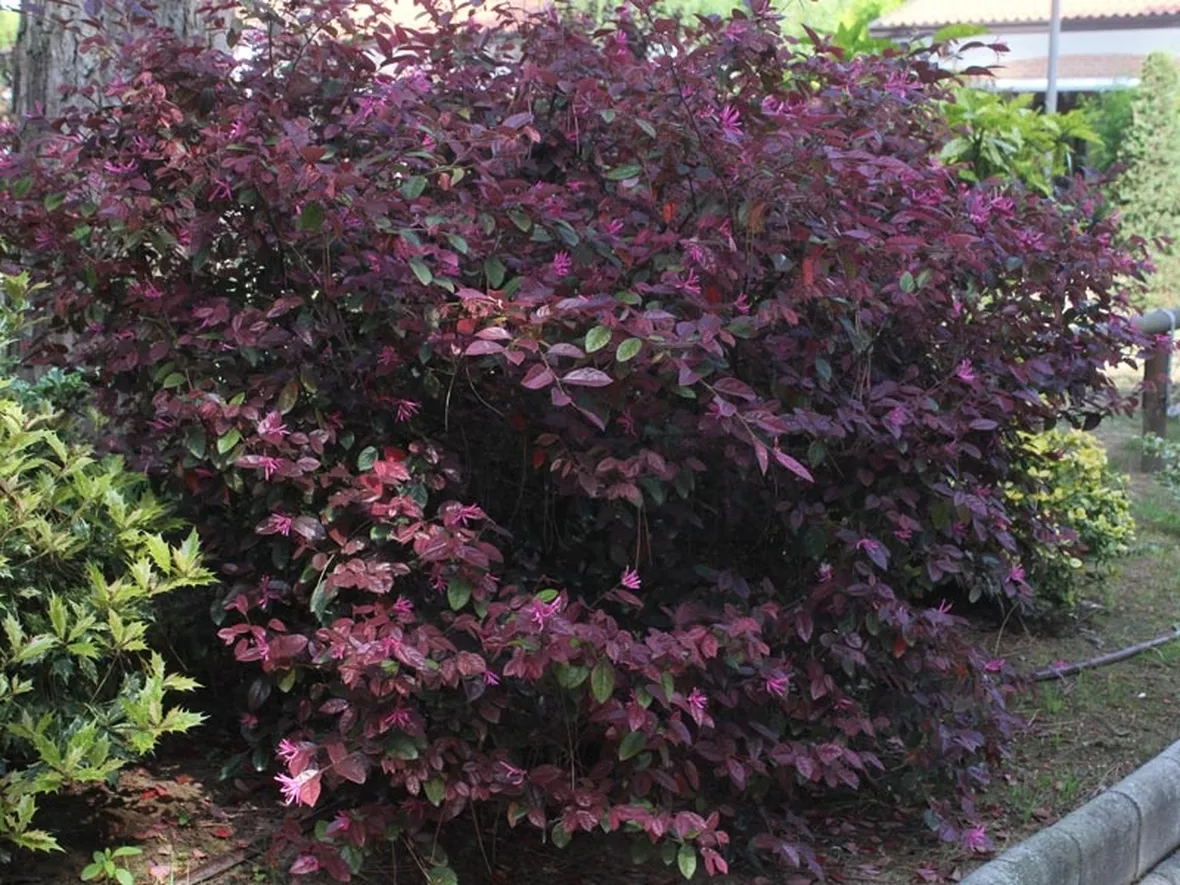 Loropetalum