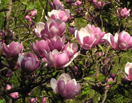 Fiori di magnolia