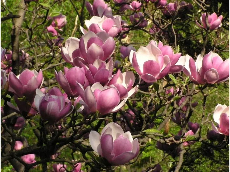Fiori di magnolia