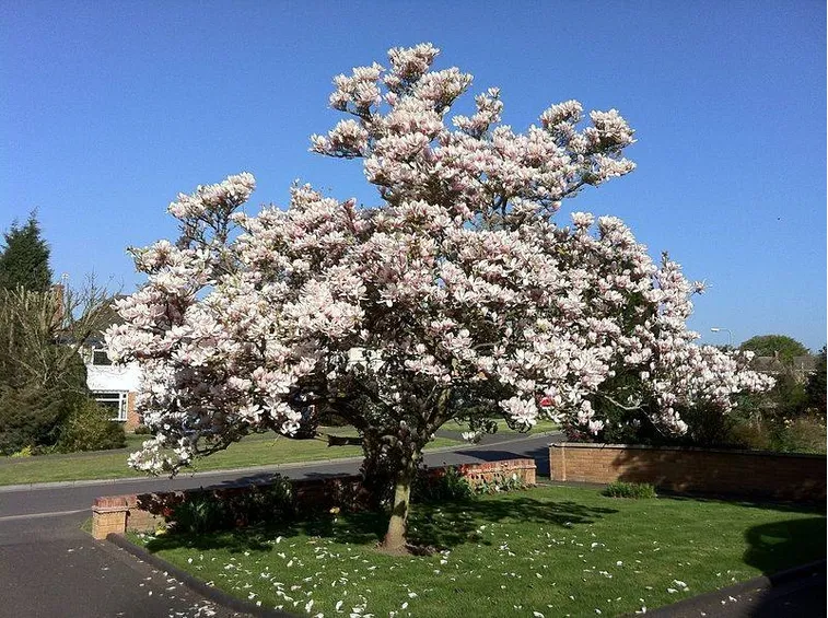 Pianta di magnolia