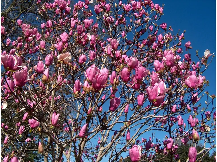 Pianta di magnolia