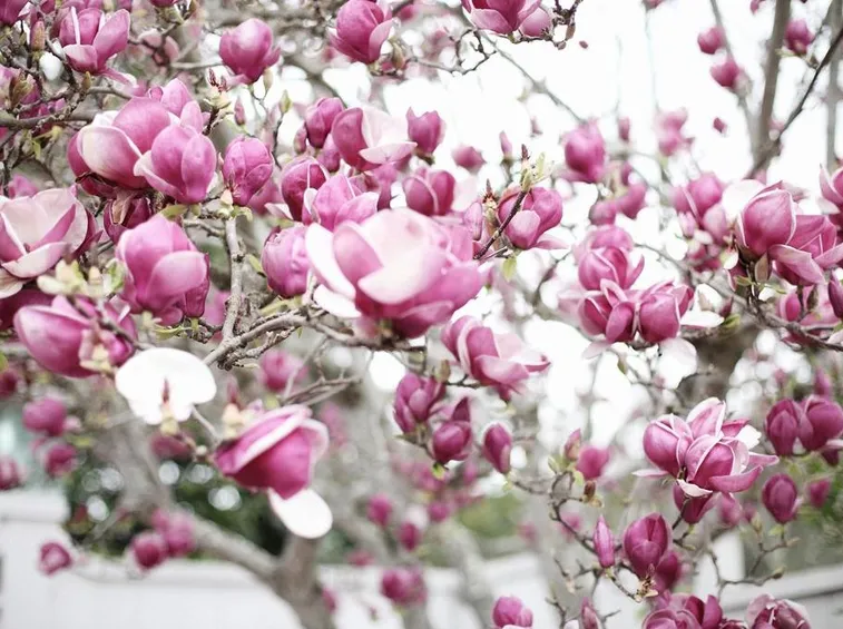 Pianta di magnolia fiorita