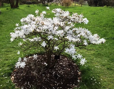 Magnolia stellata giardino