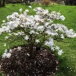 Magnolia stellata giardino