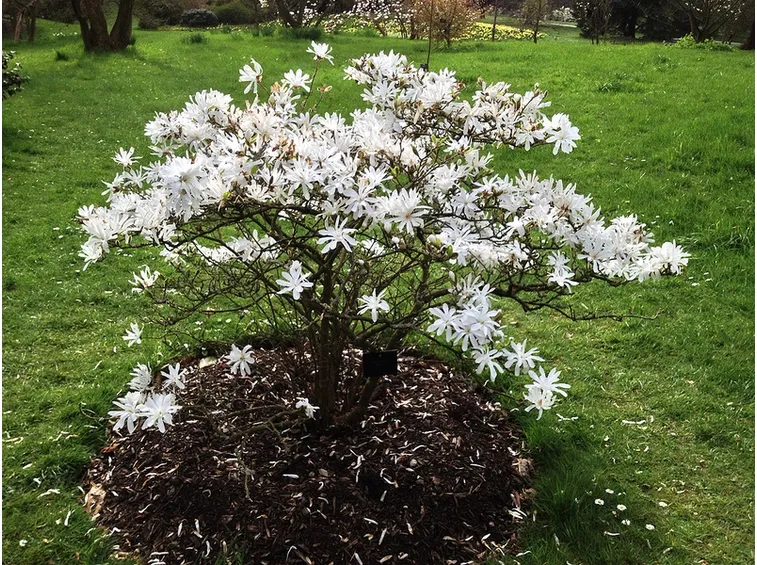 Magnolia stellata giardino