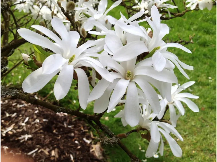 Fiori magnolia stellata