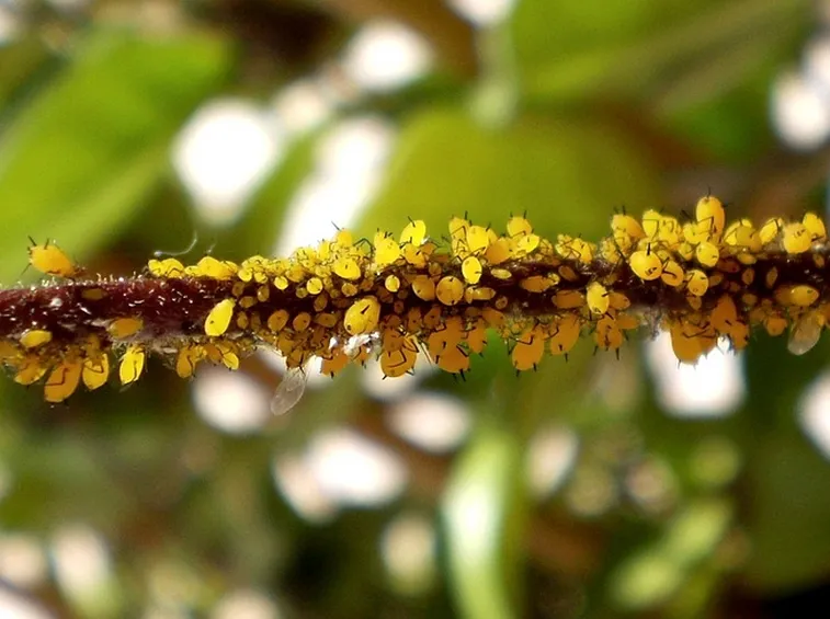 Colonia afidi