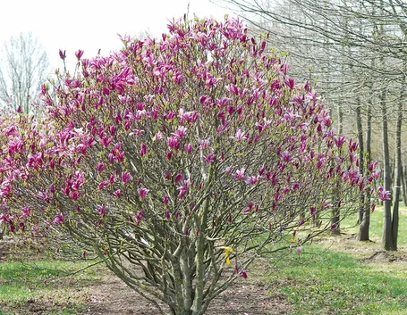 Magnolia susan fiorita