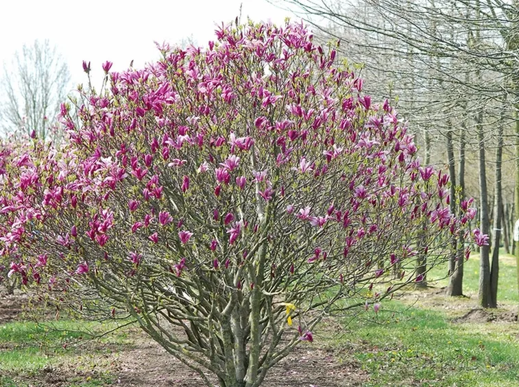 Magnolia susan fiorita