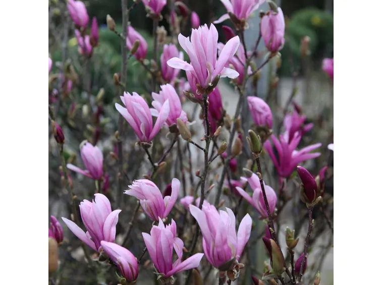 Fiori magnolia