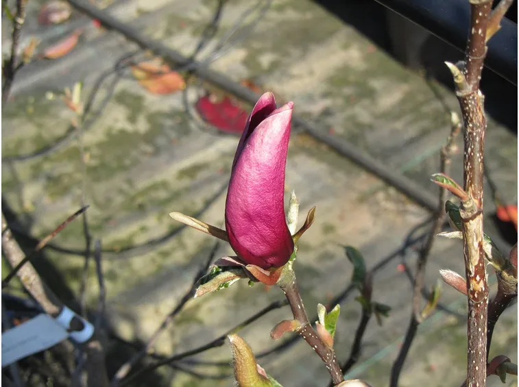 Magnolia pianta