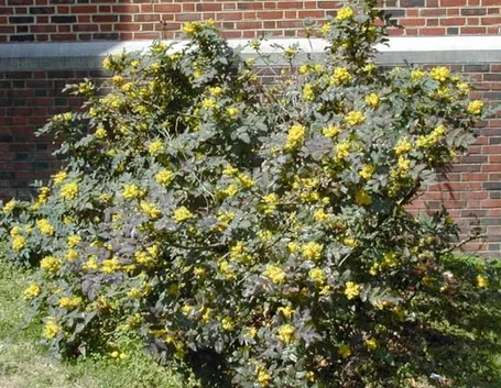 Cespuglio di mahonia