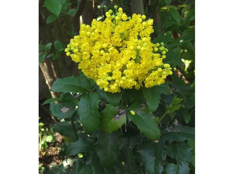 Fiori di mahonia