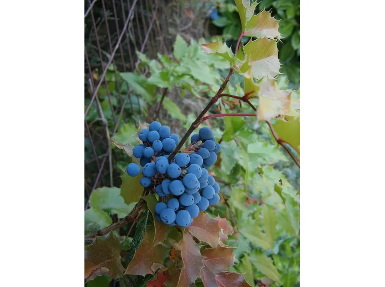Bacche di mahonia