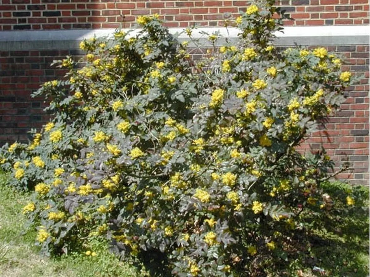 Cespuglio di mahonia