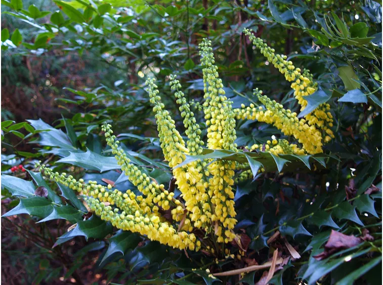 Mahonia in fiore