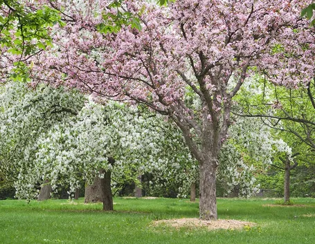 Albero melo fiore