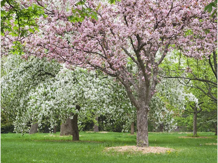 Albero melo fiore