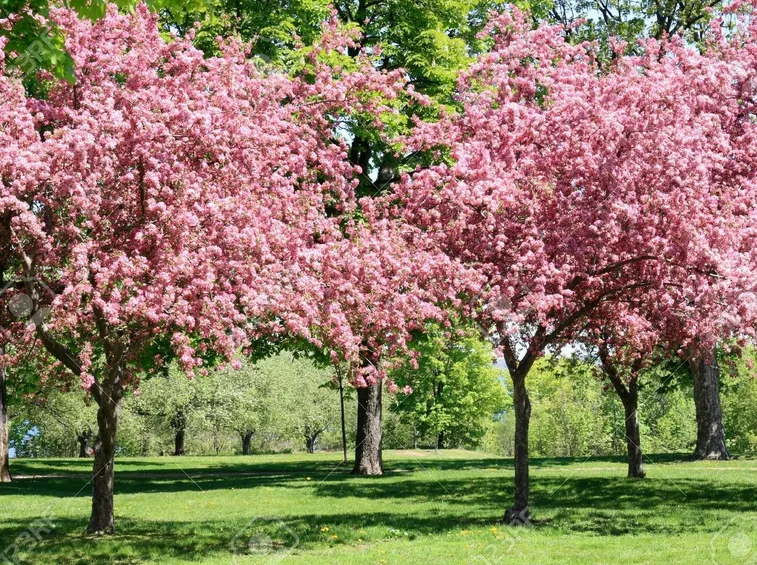 Albero mele giardino
