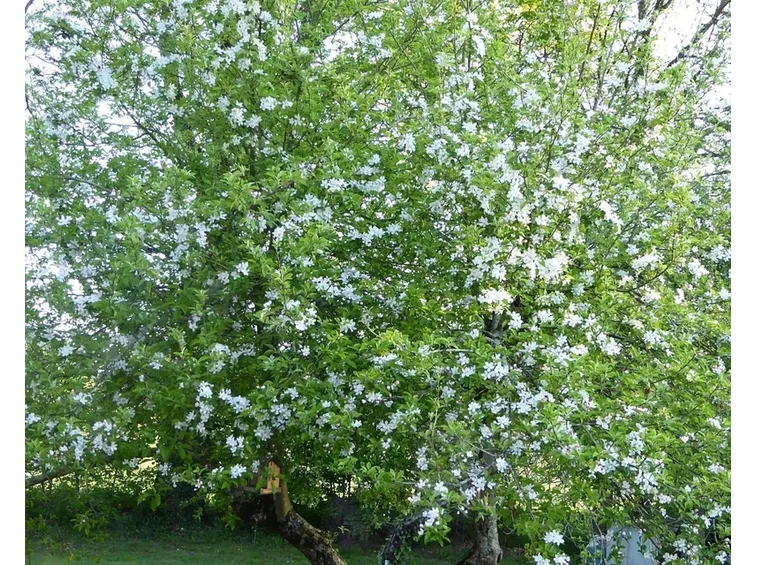 Chioma fiorita