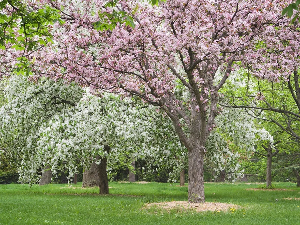 Albero melo fiore