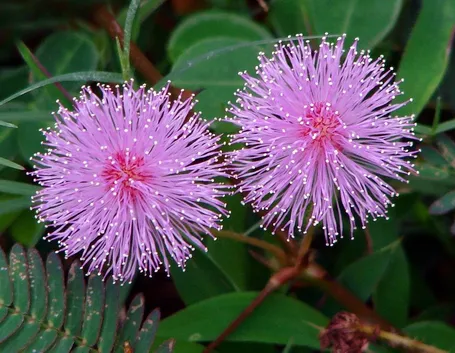 Pianta di mimosa pudica.