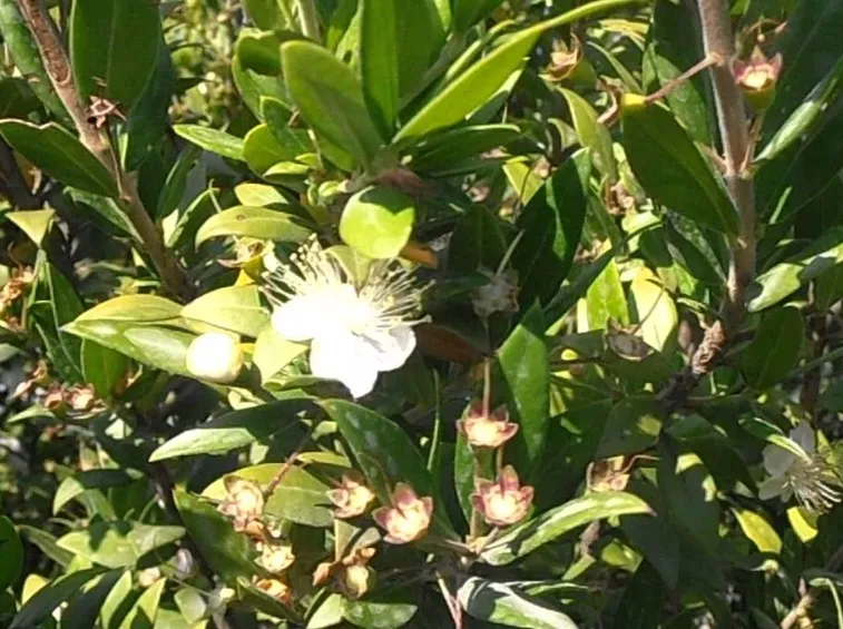 Pianta di mirto