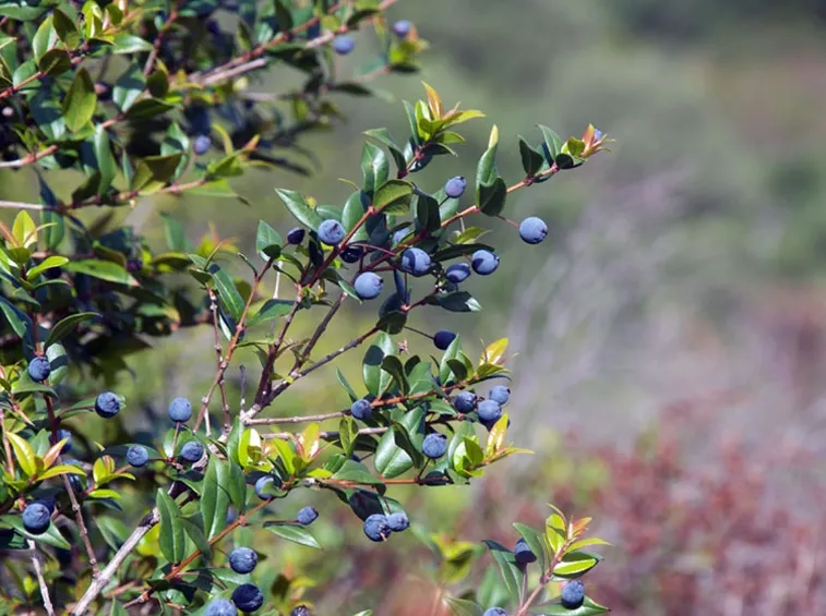 Mirto con frutti