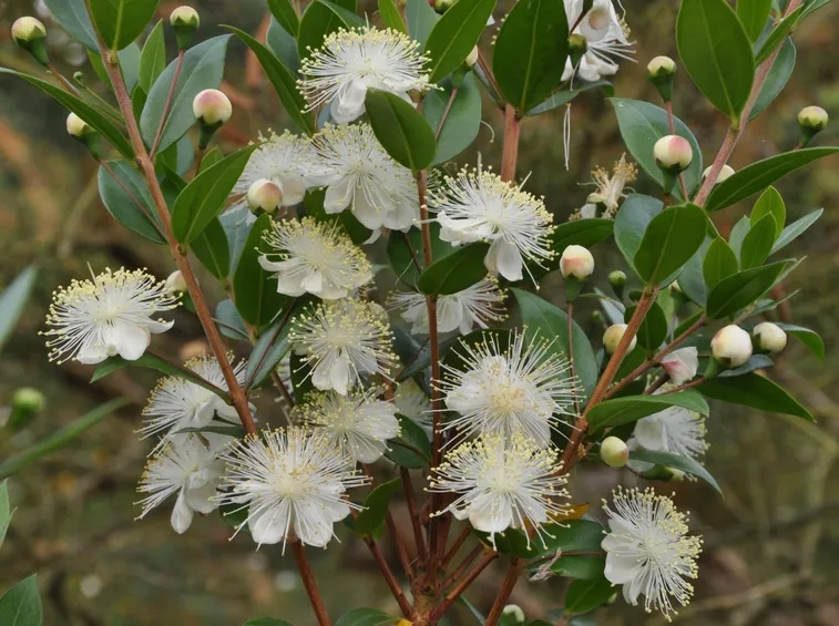 Fiori di mirto