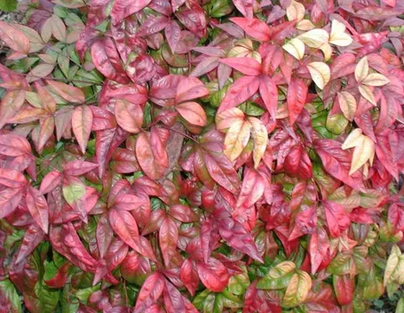 Nandina domestica