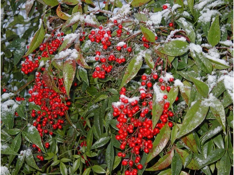 Nandina domestica d'inverno