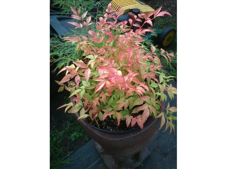 Piantina di nandina domestica