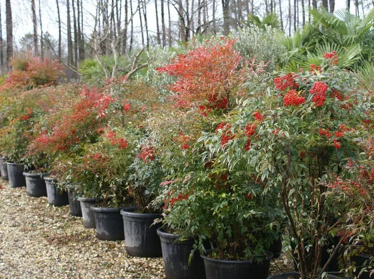 Nandina domestica in vaso